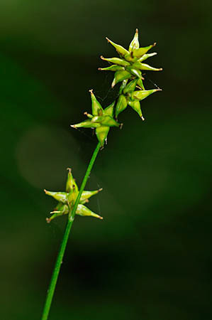 Sedge_Star_LP0253_01_Leith_Hill