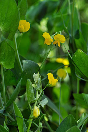 Vetchling_Yellow_LP0247_01_Tolworth