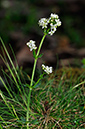 Bedstraw_Heath_LP0232_63_Horsell_Common