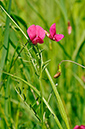 Vetchling_Grass_LP0247_24_Tolworth
