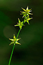 Sedge_Star_LP0253_01_Leith_Hill