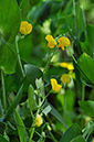 Vetchling_Yellow_LP0247_01_Tolworth
