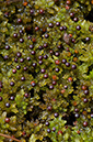 Bog-moss_Papillose_LP0233_51_Thursley