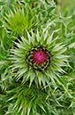 Thistle_Musk_LP0250_60_Wembury