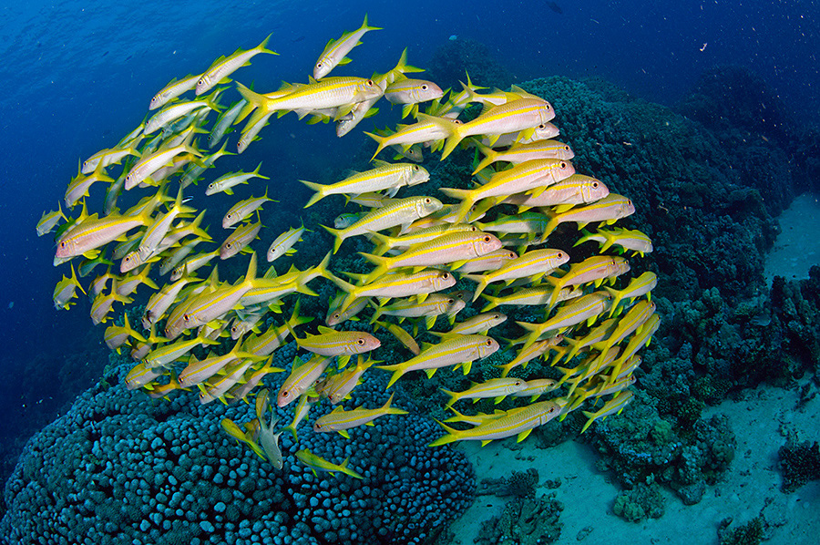 Mulloidichthys_vanicolensis_L2762_12_Marsa_Alam1