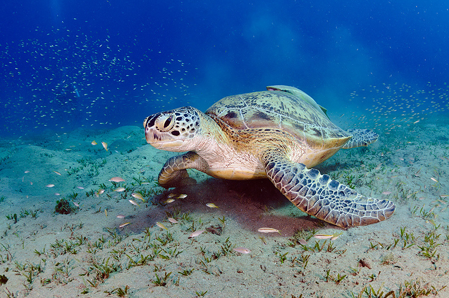 Chelonia_mydas_L2750_02_Marsa_Alam