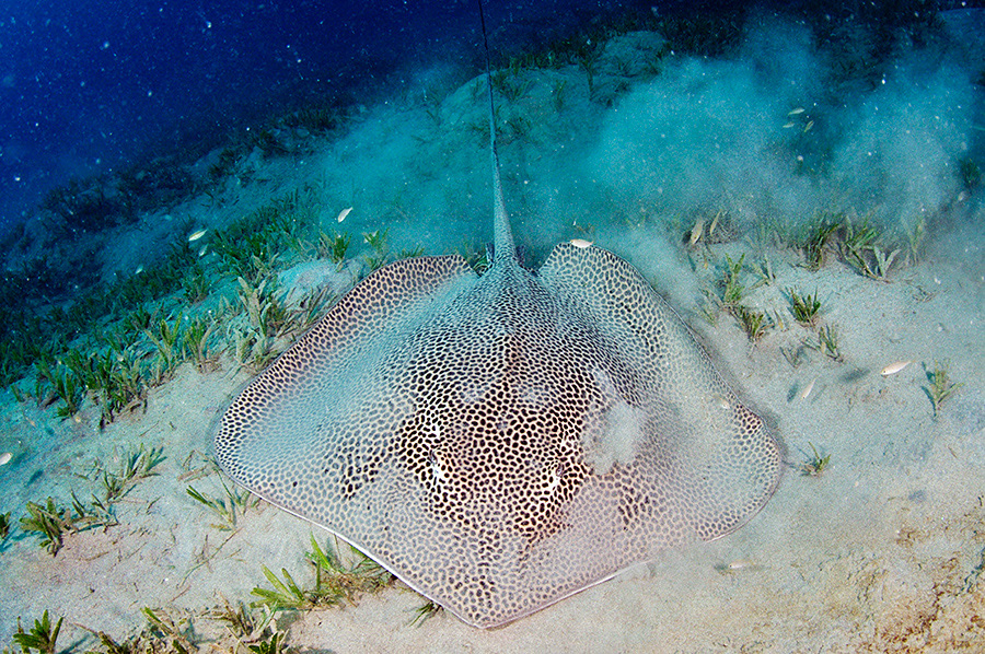 Himantura_uarnak_L2753_37_Marsa_Alam