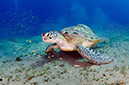 Chelonia_mydas_L2750_02_Marsa_Alam