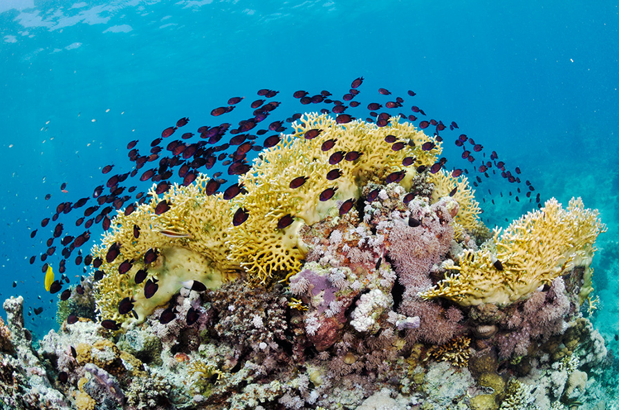 Ctenochaetus_striatus_L2774_11_Marsa_Alam