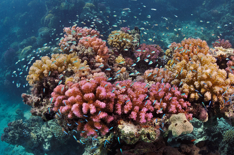 Pocillopora_L2759_04_Marsa_Alam