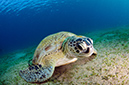 Chelonia_mydas_L2753_35_Marsa_Alam