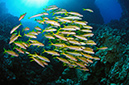 Mulloidichthys_vanicolensis_L2764_22_Fury_Shoal