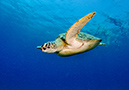 Chelonia_mydas_L2750_21_Marsa_Alam