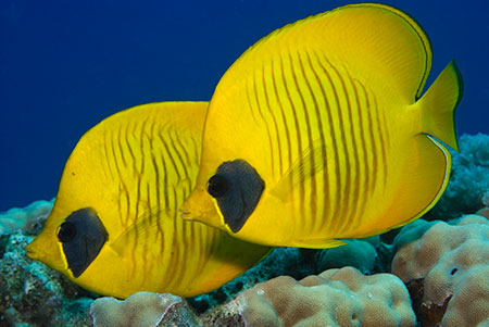 Masked_Butterflyfish_L2111_35_Hurghada