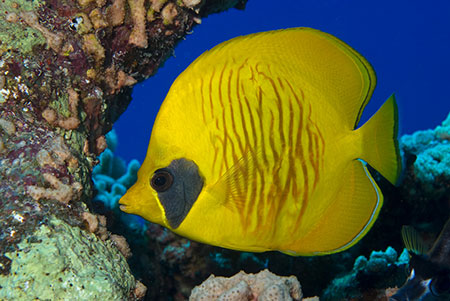 Masked_Butterflyfish_L2121_33_Marsa_Alam