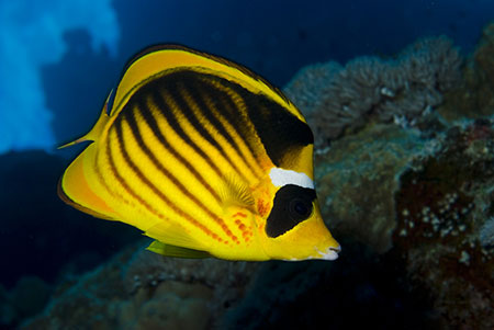 Red_Sea_racoon_butterflyfish_L2124_09_Safaga