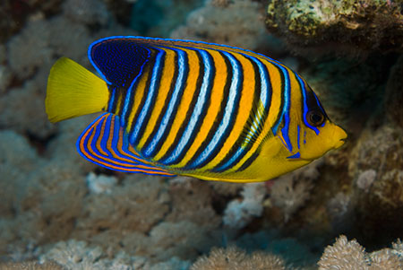 Regal_angelfish_L2121_12_Marsa_Alam