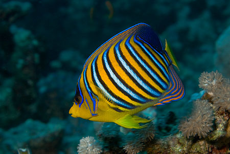 Regal_angelfish_L2121_13_Marsa_Alam