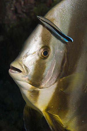 Spadefish_(Batfish)_L2123_03_Marsa_Alam