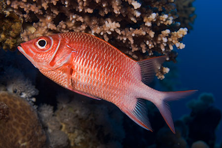 Tailspot_squirrelfish_L2124_02_Safaga