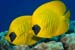 Masked_Butterflyfish_L2111_35_Hurghada