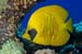Masked_Butterflyfish_L2121_33_Marsa_Alam