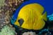 Masked_Butterflyfish_L2121_33_Marsa_Alam