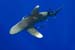 Oceanic_whitetip_shark_L2119_38_Elphinstone