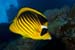 Red_Sea_racoon_butterflyfish_L2124_09_Safaga
