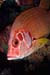 Sabre_squirrelfish_L2115_21_The_Brothers