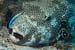 Star_puffer_L2125_23_near_Hurghada