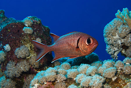 Blotcheye_soldierfish_L2121_11_Marsa_Alam