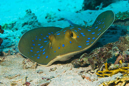 Bluespotted_stingray_L2125_03_near_Hurghada