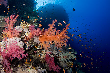 Coral_reef_L2118_45_Elphinstone