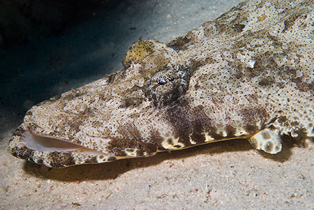 Crocodilefish_L2111_31_Hurghada