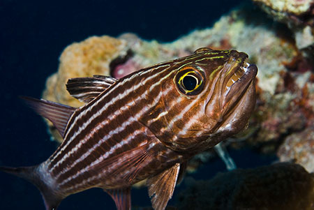 Large-toothed_cardinalfish_L2123_22_Marsa_Alam