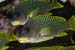 Blackspotted_sweetlips_L2111_08_Hurghada