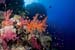 Coral_reef_L2118_45_Elphinstone