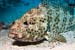 Greasy_grouper_L2121_22_Marsa_Alam