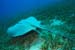 Honeycomb_stingray_L2122_01_Marsa_Alam