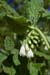 Comfrey_White_LP0193_09_Purley