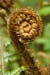 Male-fern_Scaly_LP0205_13_Walliswood