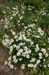 Mayweed_Scentless_LP0215_05_Byfleet