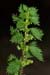 Nettle_Small_LP0203_22_Elstead