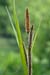 Pond-sedge_Lesser_LP0206_15_Barnes