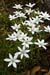 Star-of-Bethlehem_LP0201_10_Wallington