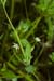 Stitchwort_Bog_LP0208_15_Titsey_Wood