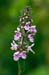 Woundwort_Marsh_LP0214_17_Hurst_Park