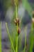 Beak-sedge_Brown_LP0216_18_Thursley