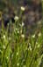 Beak-sedge_White_LP0216_08_Thursley